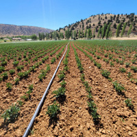 tarim