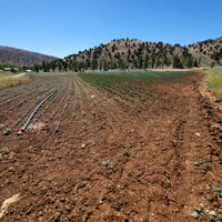 tarim
