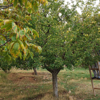 tarim