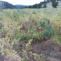 tarim