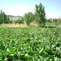 tarim