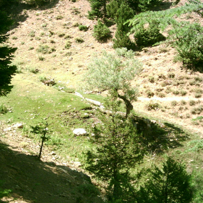 Almanın Pınarı